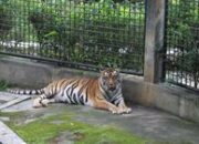 Taman Satwa Cikembulan: Edukasi dan Rekreasi Keluarga di Alam Asri