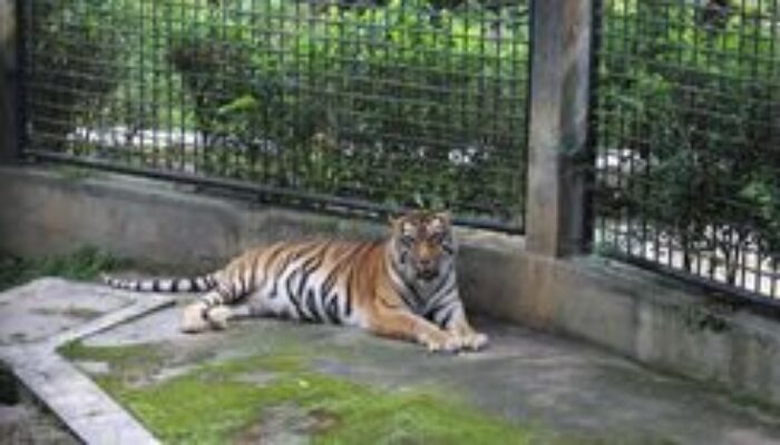 Taman Satwa Cikembulan: Edukasi dan Rekreasi Keluarga di Alam Asri