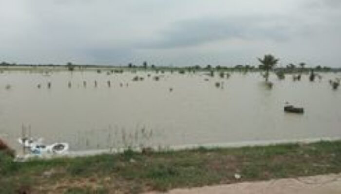 Ratusan hektare sawah terendam banjir, petani Jatitujuh terancam gagal tanam