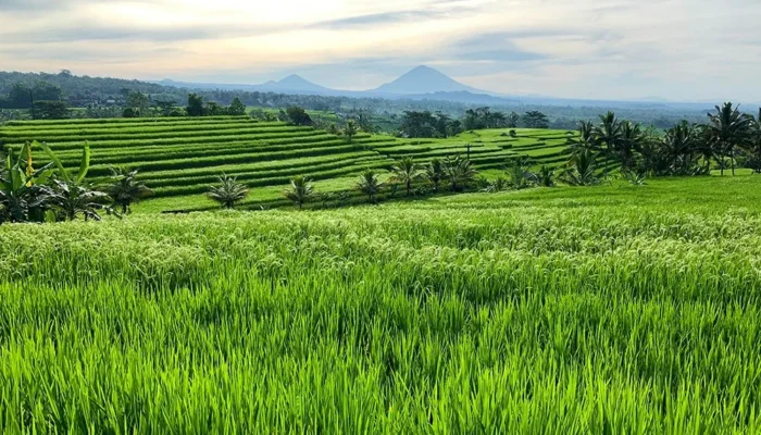 Usaha yang Menguntungkan di Desa 2026 Peluang Usaha Sampingan untuk Masyarakat Pedesaan