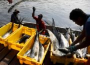 Ekspor Perikanan 2025 Tembus Rp105 Triliun, AS Jadi Pasar Utama