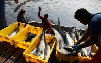 Ekspor Perikanan 2025 Tembus Rp105 Triliun, AS Jadi Pasar Utama